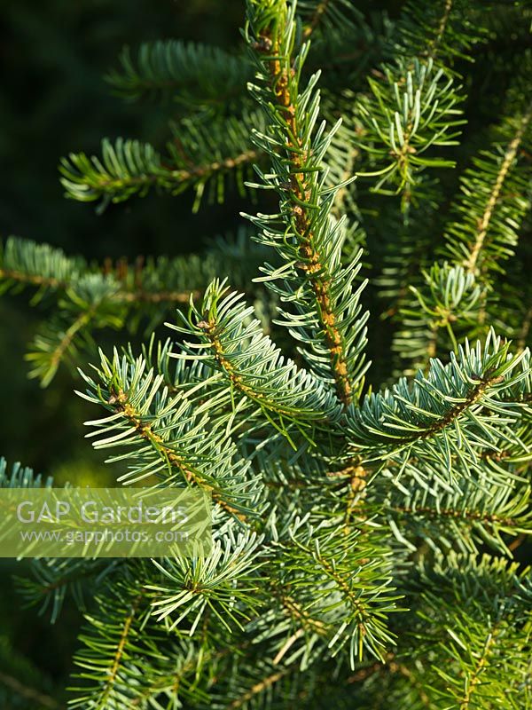 Picea omorika AGM - Serbian Spruce