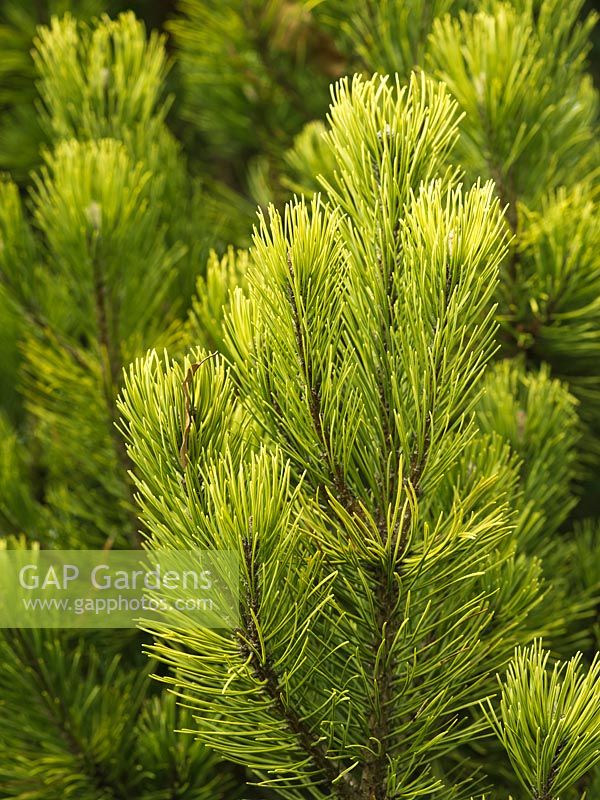 Pinus mugo 'Winter Gold'