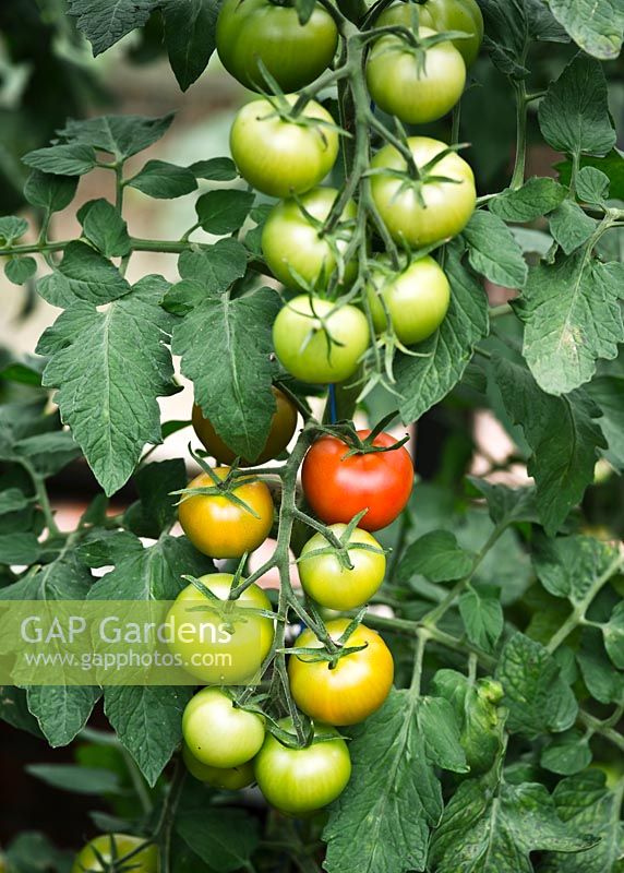 Tomato 'Shirley - trusses of ripening fruits in greenhouse
