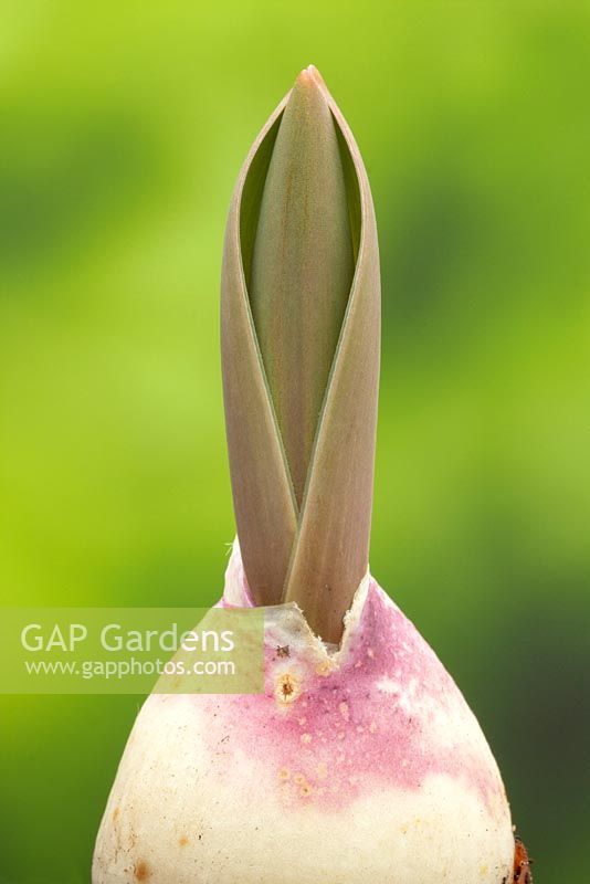 Tulipa 'Scarlet Baby' emerging from bulb