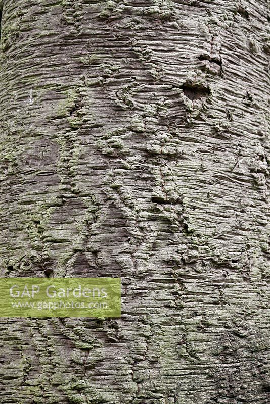 Araucaria araucana tree bark - monkey puzzle