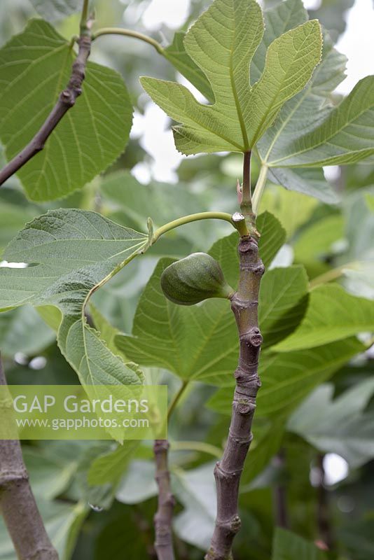 Ficus carica - fig tree 