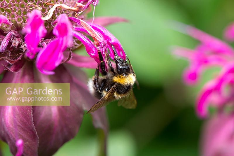 Bombus terrestris, the buff-tailed bumblebee feeding on monarda - bergamot 'On Parade' flowers