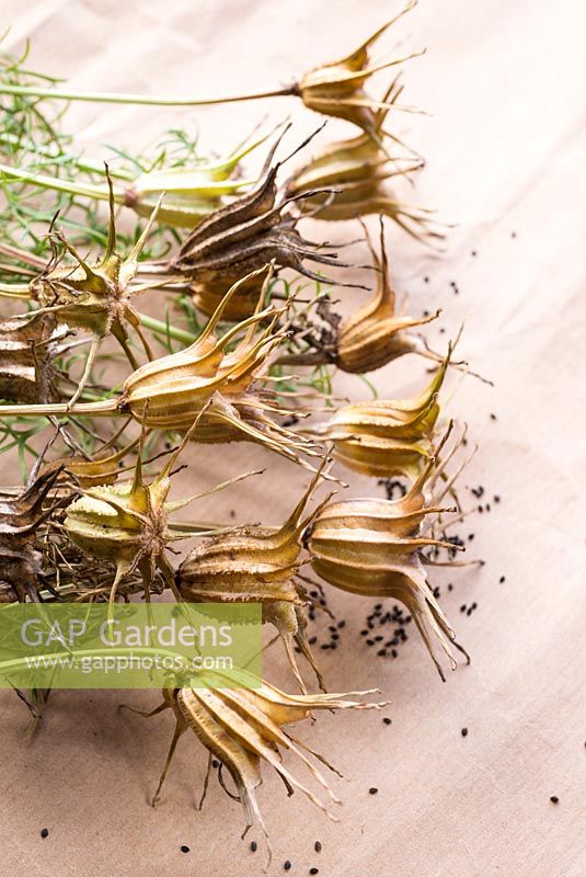 Nigella - Love in a Mist, 'Midnight', seed heads drying for decoration and extracting seed