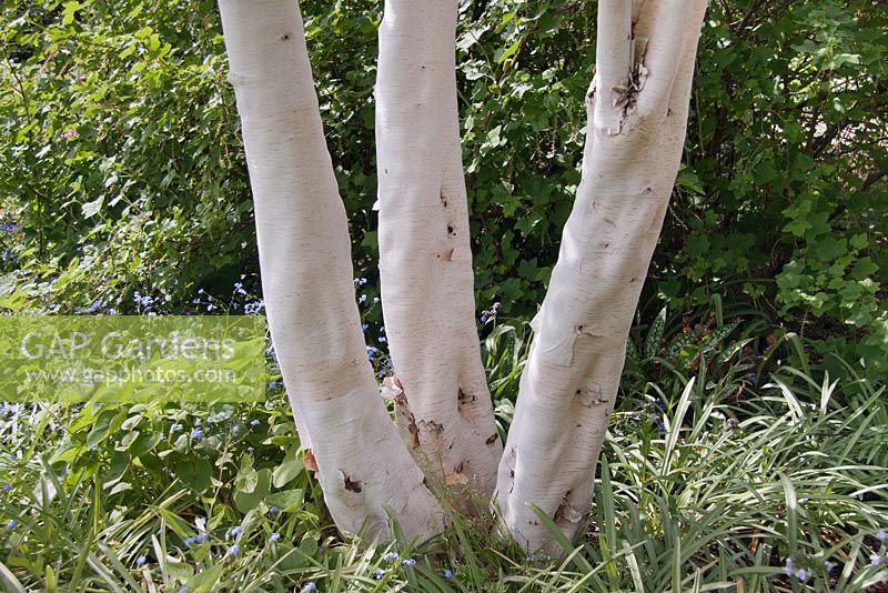 Betula utilis var. jaquemontii - himalayan birch