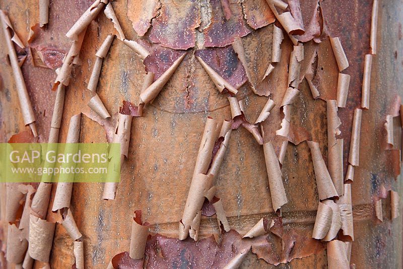 Acer griseum trunk - paper bark maple