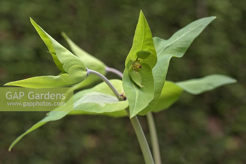 Euphorbia lathyris - caper spurge