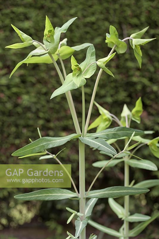 Euphorbia lathyris - caper spurge 