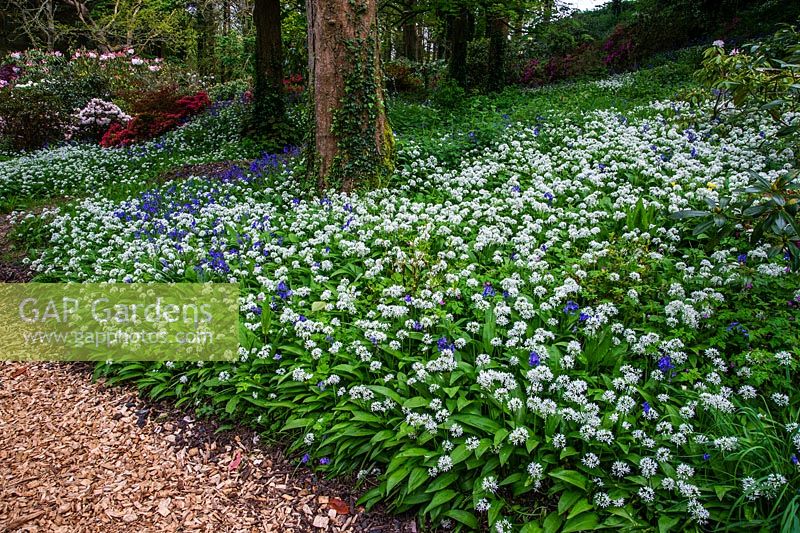 Wild Garlic and Bluebells - Bonython Estate Garden, Cornwall