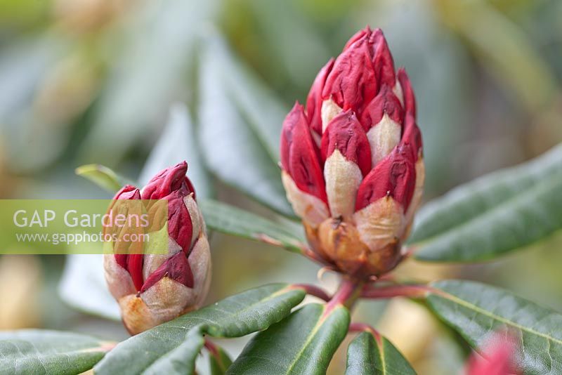 Rhododendron 'Halfdan Lem' flower buds 