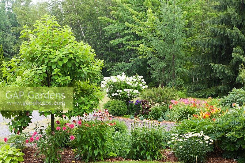 Mulch borders with Hydrangea paniculata 'Limelight', 'Quick Fire' and various white, pink Echinacea - Coneflowers in residential front yard garden in summer