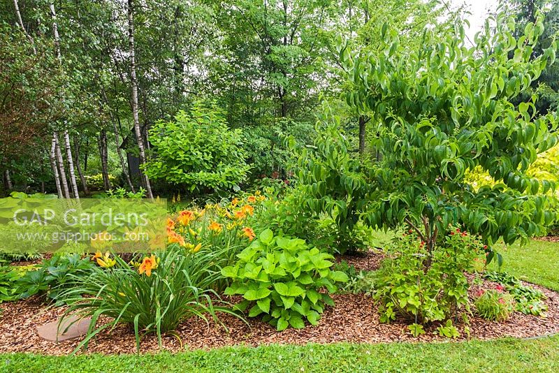 Mulch border with orange Hemerocallis 'Raging Tiger' - Daylilies, Heptacodium miconioides - Seven-son flower in residential front yard garden in summer