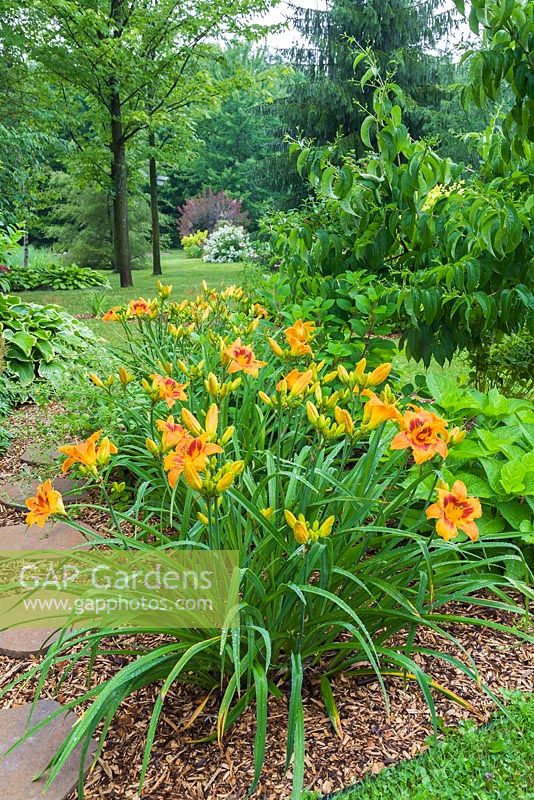 Brown flagstone path through mulch border with orange Hemerocallis 'Raging Tiger' - Daylilies in residential front yard garden in summer