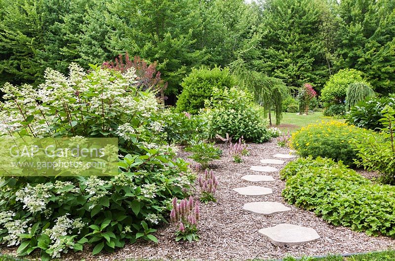 Grey flagstone path through mulch border with white flowering Hydrangea paniculata 'Fire and Ice' shrub, pink Ptilotus and ground covering Geraniums in residential backyard garden in summer