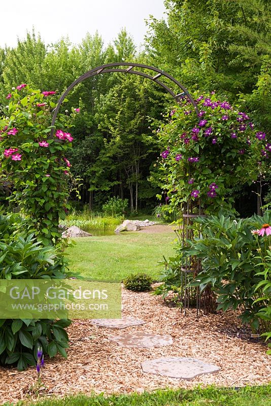 Mulch border with grey flagstone path through black wrought iron arbour with climbing pink Clematis Viticella 'Ville de Lyon' and climbing purple Clematis Viticella 'Etoile Violette' in residential backyard garden in summer