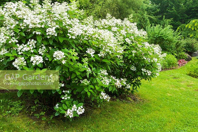 Hydrangea paniculata 'Fire and Ice' and green grass lawn in residential backyard garden in summer