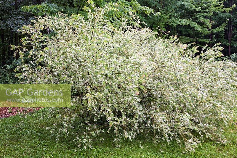Salix 'Hakuro Nishiki' - Willow shrub in residential backyard garden in summer