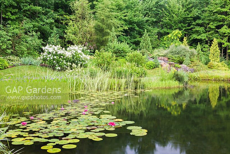 Pond with pink Nymphaea 'Attraction' - Waterlily flowers and bordered by white flowering Hydrangea paniculata 'Quick Fire', Thuya 'Yellow Ribbon' - Cedar tree in residential backyard garden in summer