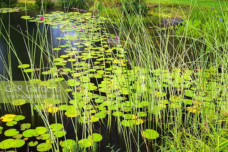 Pond with Schoenoplectus tabernaemontana - Club Rush, pink Nymphaea 'Attraction' - Waterlily flowers, blue flowering Pontederia cordata - Pickerel Weed in residential backyard garden in summer
