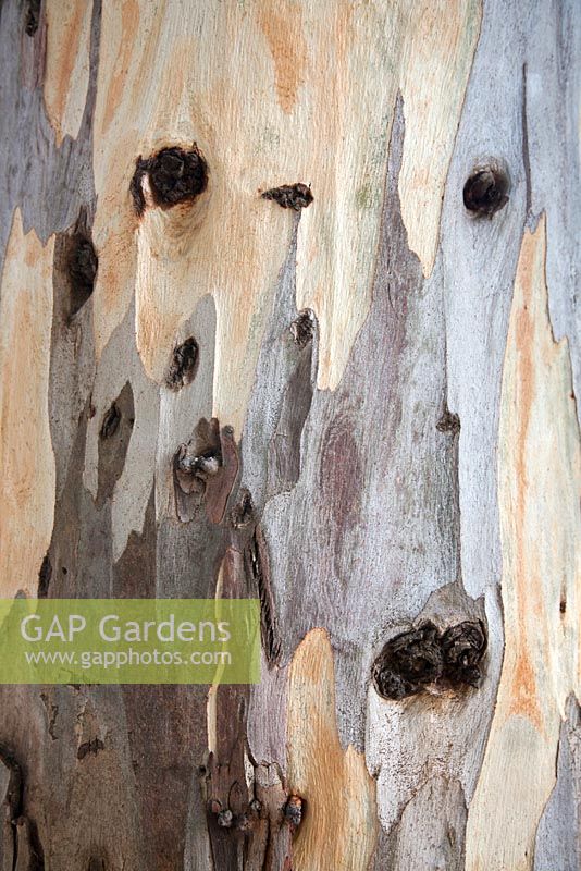 Eucalyptus bark - gum trees 