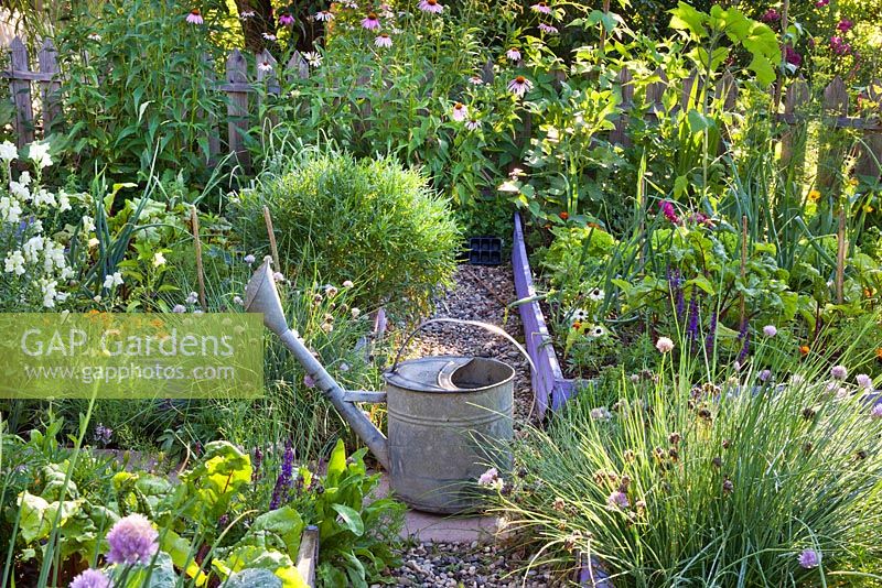 Kitchen garden with raised beds planted with vegetables and herbs. Watering can.