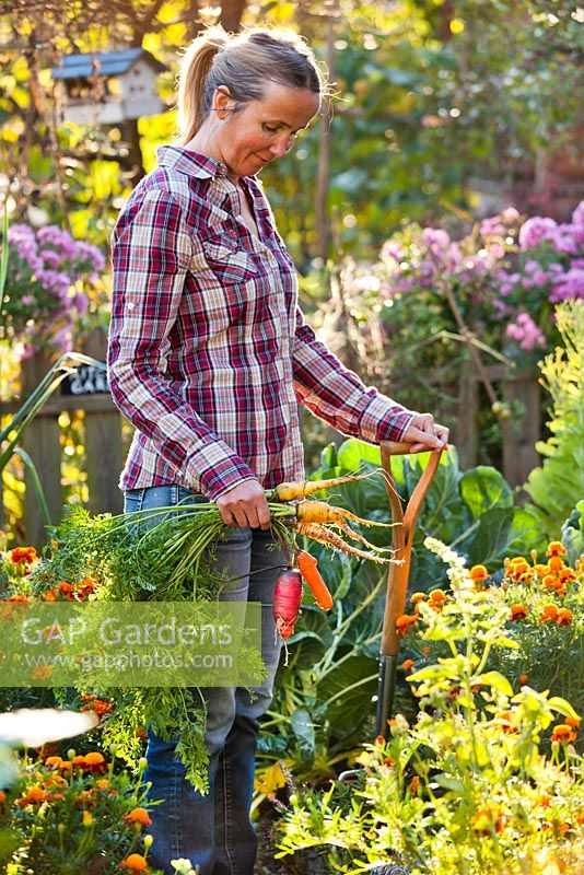 Woman harvesting carrots in the garden.