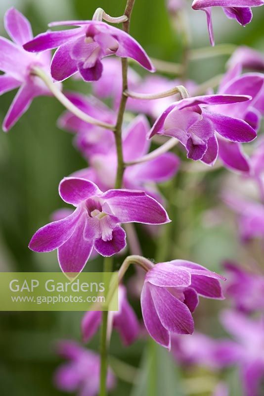 Dendrobium 'Berry Oda' - bamboo orchid
