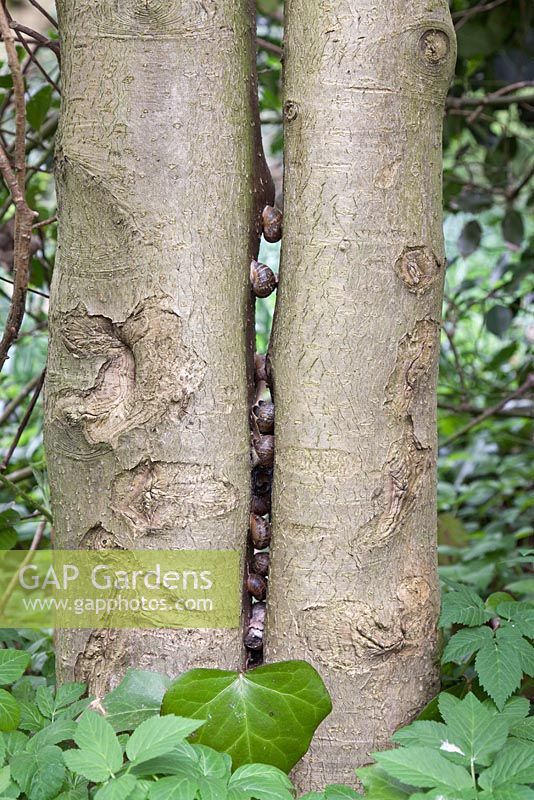 Garden snails sheltering in between two tree trunks