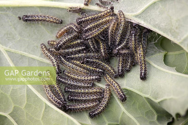 Cabbage white caterpillars on brussels sprouts leaf 
