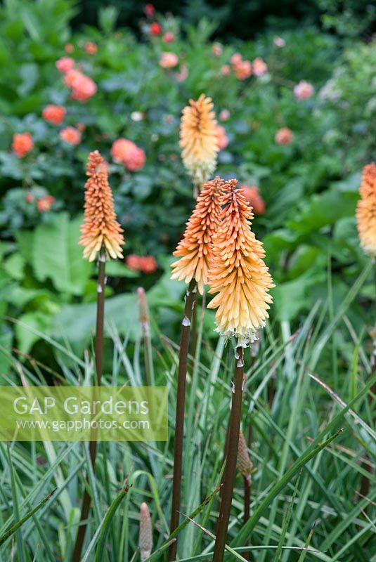 Kniphofia 'Tawny King' with Rosa 'Westmorland' in background