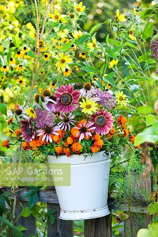 Bucket of marigolds, coneflowers and sunflowers hanging on a wooden fence.
