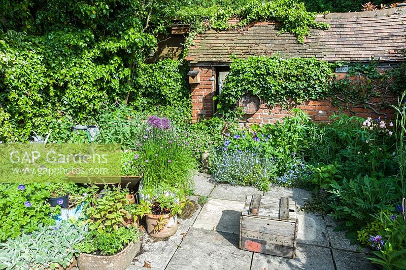 Brigit Strawbridge's tiny bee friendly courtyard garden in St James', Shaftesbury, planted with wildlife in mind, particularly bumble and solitary bees.