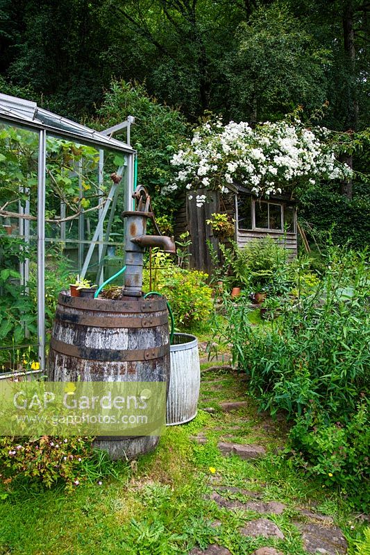 The rose bedecked shed and vegetable garden with old oak barrel, Nant Y Bedd, Abergavenny, South Wales