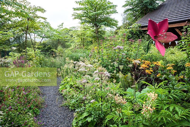 Beds around the house are dominated by graceful Aralia echinocaulis underplanted with a mass of herbaceous perennials and annuals including persicaria, angelica, primulas, geraniums and orange ligularia. Hunting Brook Garden, Co Wicklow, Ireland