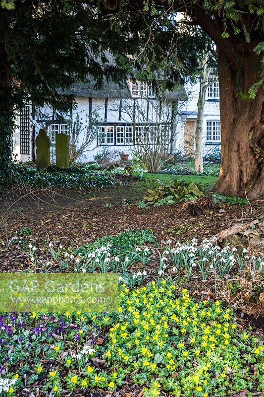 Old Church Cottage, a 400 yr old building the garden of which adjoins a disused churchyard complete with ancient yews and Norman tower, with a carpet of winter aconites, snowdrops and crocus in the foreground.