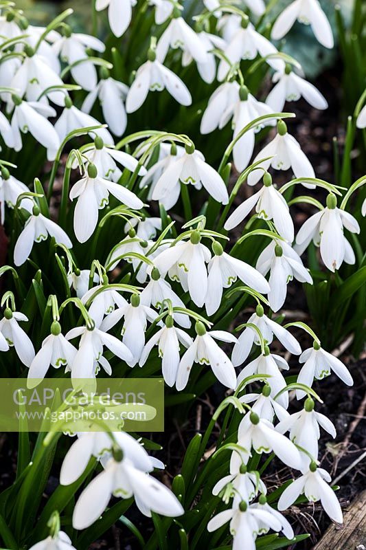 Galanthus nivalis 'Anglesey Abbey'