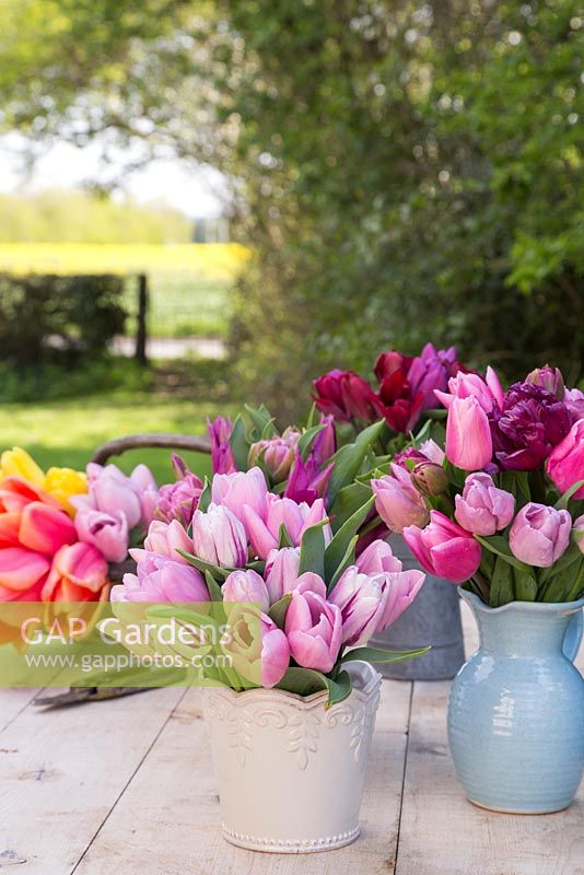 Floral display of Tulipa 'Aafke', 'Candy Prince', 'Double Dazzle' and 'Flaming Flag'