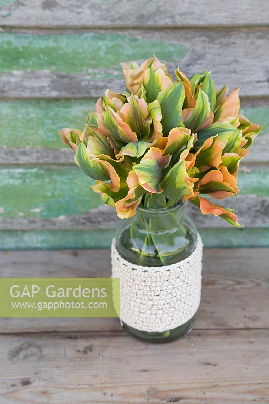 Tulipa 'Green River' in glass vase
