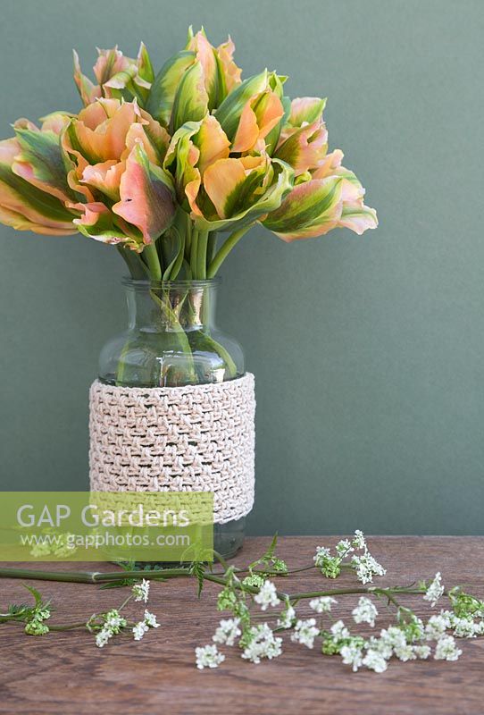 Tulipa 'Green River' in glass vase