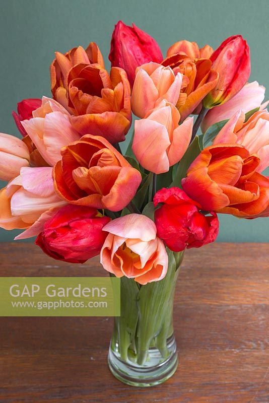 Tulipa 'Red Revival', 'Brown Sugar' and 'Apricot Beauty' in a glass vase