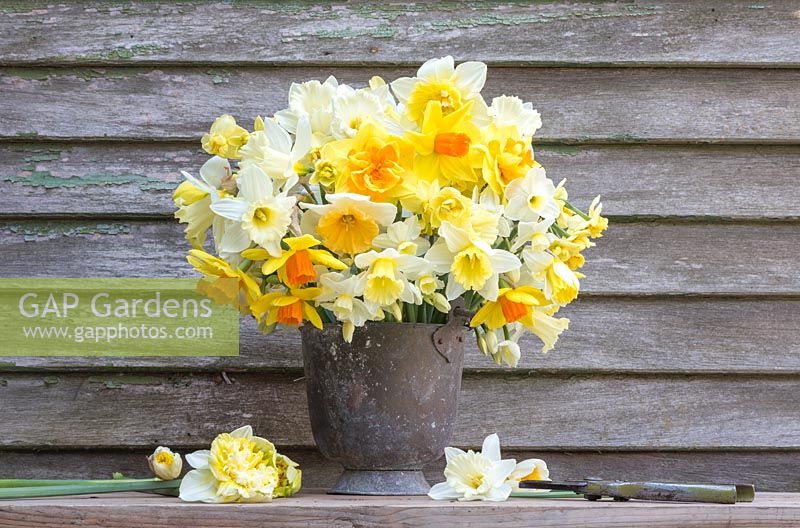 Floral display in metal pot containing Narcissus 'Juanita', 'Finland', 'Red Devon', 'Fragrant Breeze', 'Obdam' and 'Mount Hood'