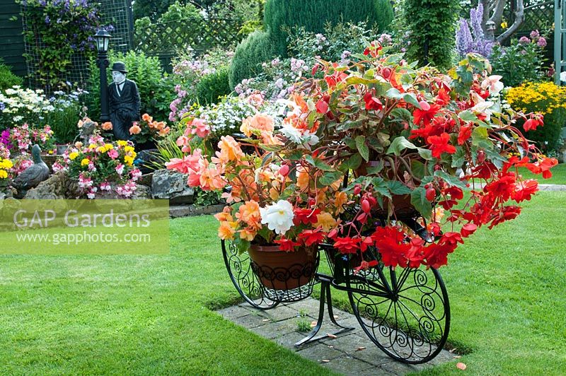 Decorative bicycle holding pots with Begonia and Lobelia on lawn and colourful mixed bed filled with perennials and tender bedding plants. 