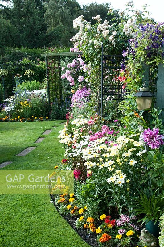 Colourful small back garden with borders filled with tender bedding plants perennials climbing Rosa and Clematis, Leucanthemum, Calendula, Lychnis coronaria, Dahlia and Phlox by lawn and path.
