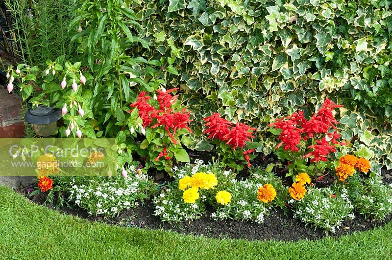 Flowerbed with bedding plants Salvia splendens 'Red Hot Sally', Calendula, Fuchsia and Alyssum in front of Hedera covered wall