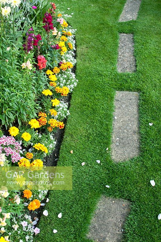 Border by lawn planted with Alyssum, Antirrhinum and Calendula by lawn with stepping stones