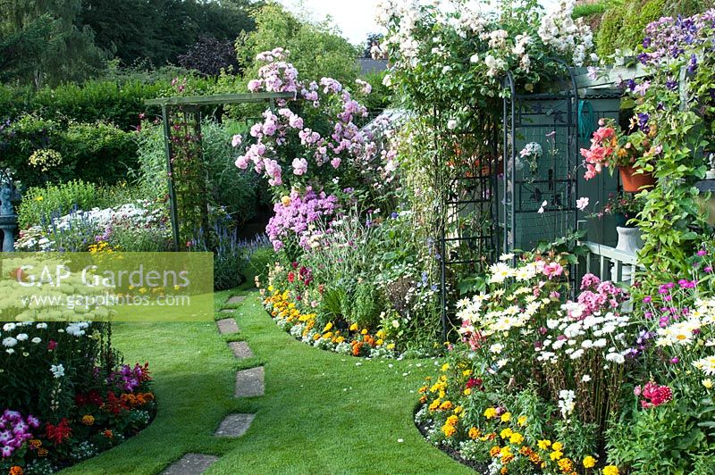 Colourful small back garden with borders filled with tender bedding plants, perennials, climbing Rosa and Clematis, Leucanthemum, Calendula, Lobelia, Lychnis coronaria and Phlox by lawn and path 