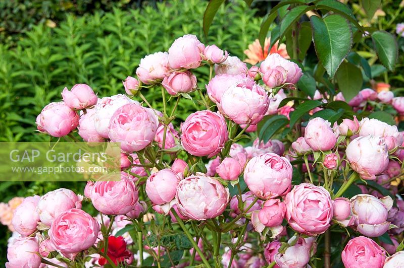 Rosa 'Pomponella' Floribunda - Cluster Flowered rose 