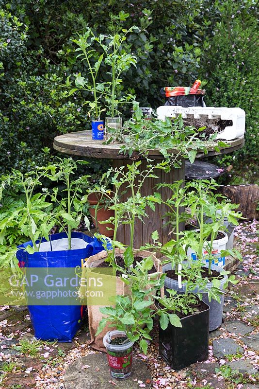 A variety of recycled containers used to grow Tomato plants