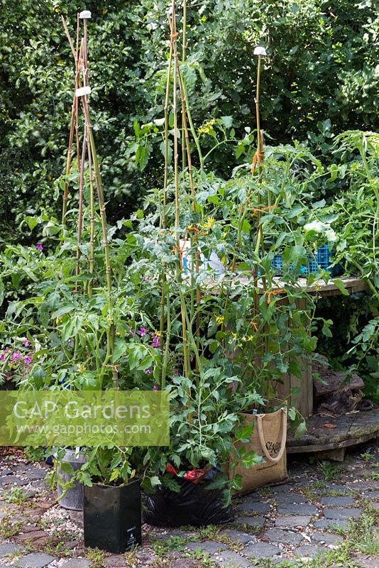 A variety of recycled containers with well established Tomato plants