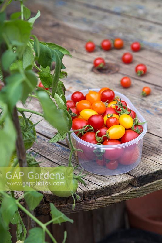 A recycled container full with harvested Tomatoes